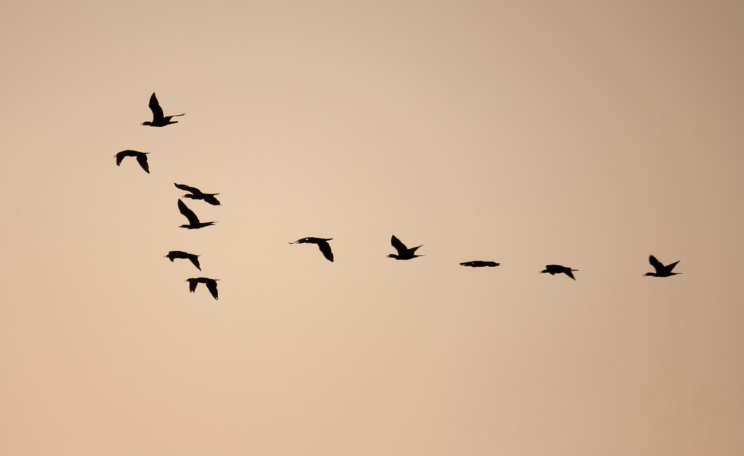 Bird