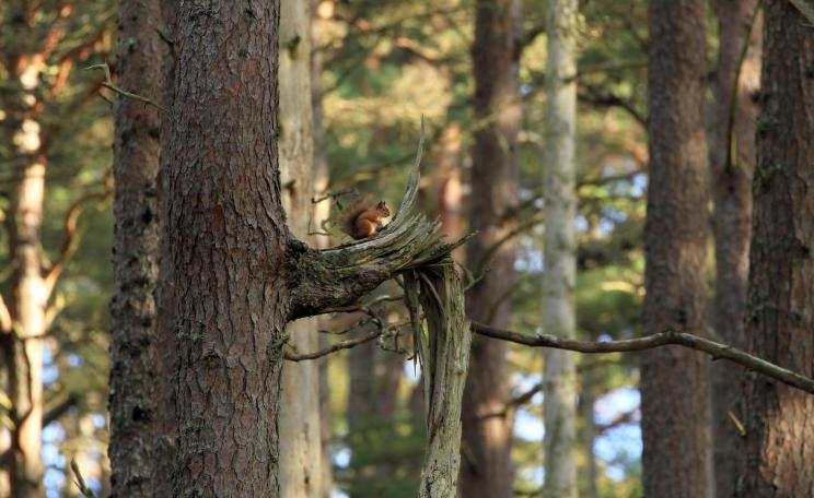 Red squirrels