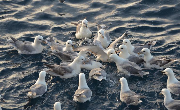 Fulmars