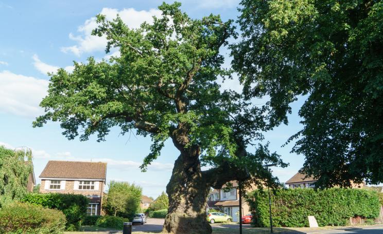 Crouch Oak