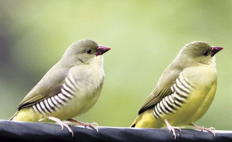 A pair of green munias