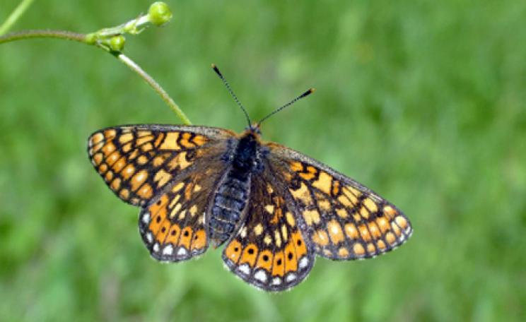 A butterfly