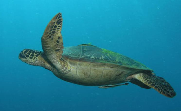 Turtle