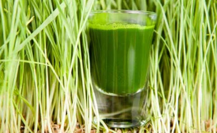 Wheatgrass juice