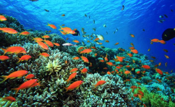 Coral reef