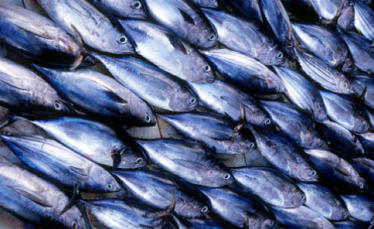 Skipjack tuna