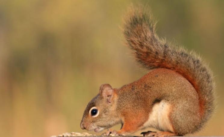 red squirrel