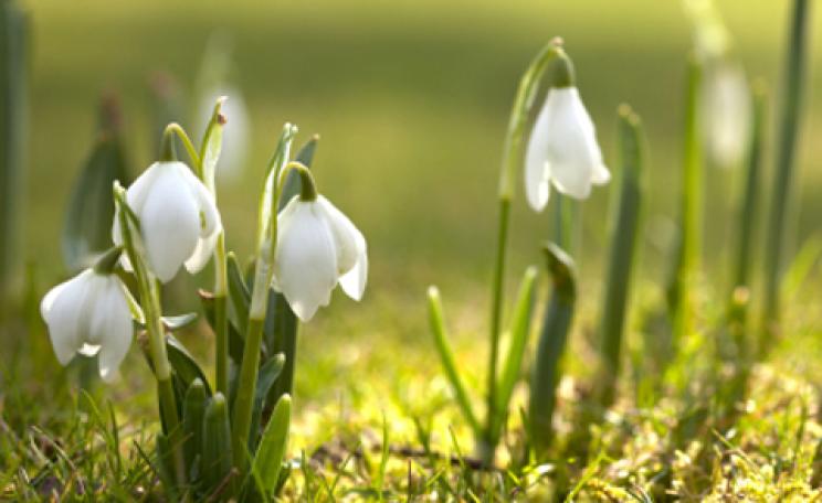 snowdrops