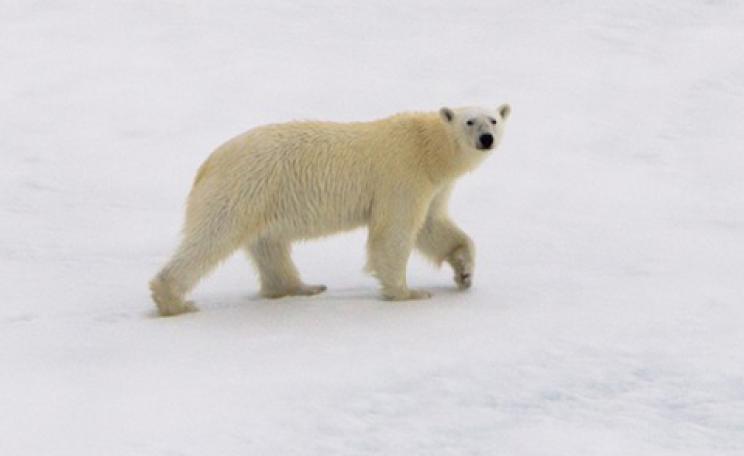 polar bear