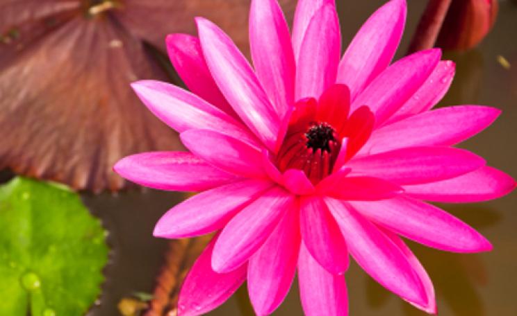 Get wise to water: how to use less in the garden