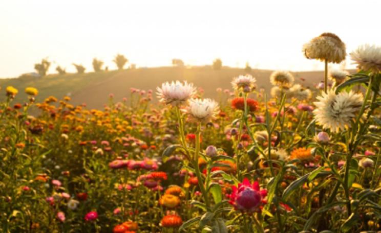 wildflowers