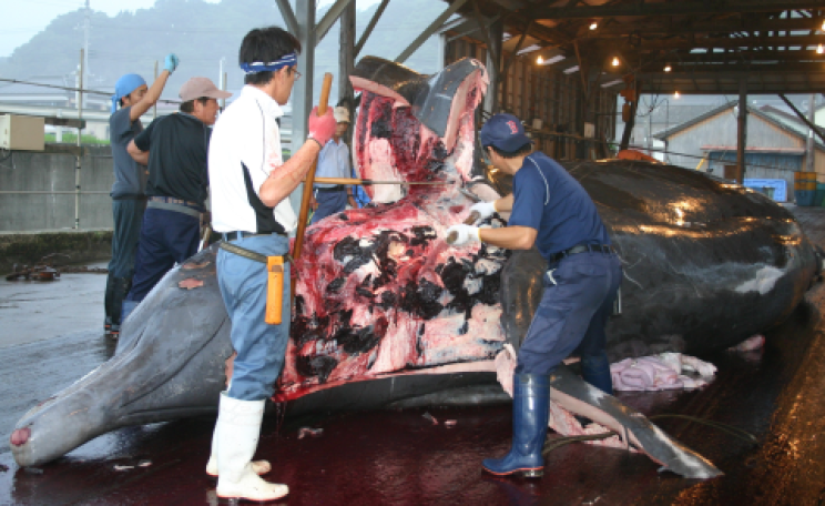 Flensing of a Baird's beaked whale killed in a small-type coastal whaling hunt