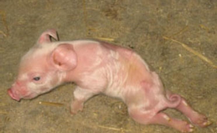deformed pig