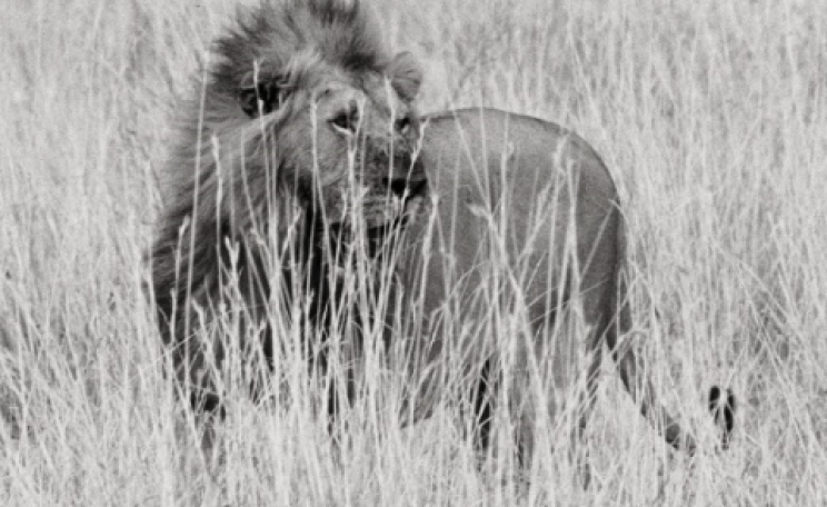 Lion from 'In Predatory Light: Lions and Tigers and Polar Bears'