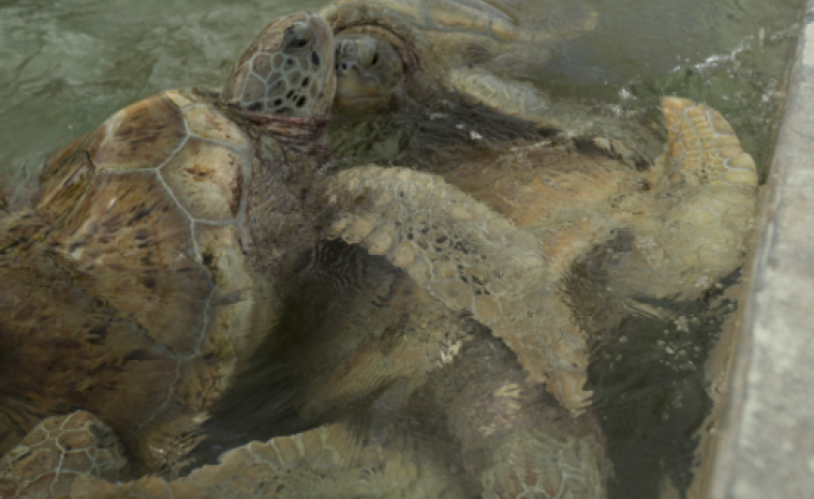 Densely-packed turtles in the Cayman turtle farm. Photo: &copy; Catherine Mason.