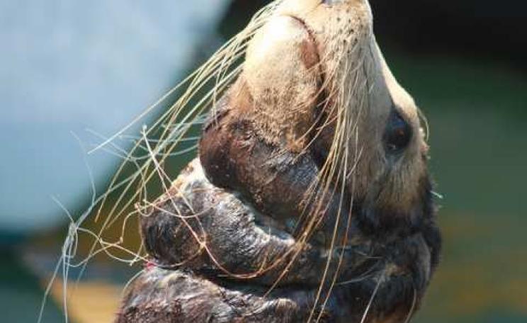 Sea Lion entangled in fishing gear. Photo: Kanna Jones / Marine Photo Bank via Lauren Packard / Flickr.com.