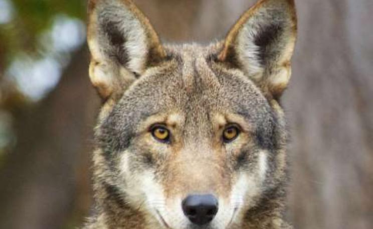 Red wolves are clinging on to existence in a few thousand kilometres of the southeastern US. Photo: B. Bartel / USFWS, CC BY-SA