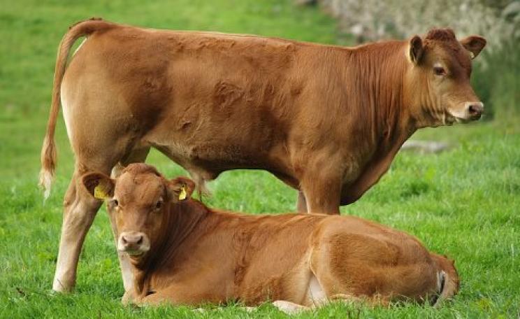 Contented cows feeding on grass in a field in Cumbria. Photo: Nowerx via Flickr.