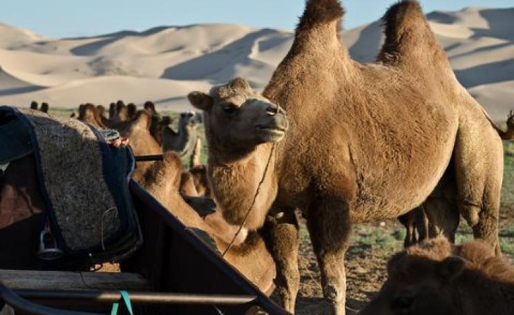 Camels in the Gurvan Saikhan national park, Gobi desert, Mongolia. Photo: Stephane L via Flickr.