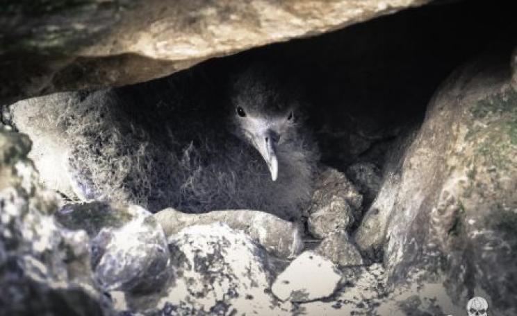 A Raso Island shearwater chick looks out from its nest - a ball of grey fur, but mind the sharp beak! Photo: Simon Ager / Sea Shepherd.