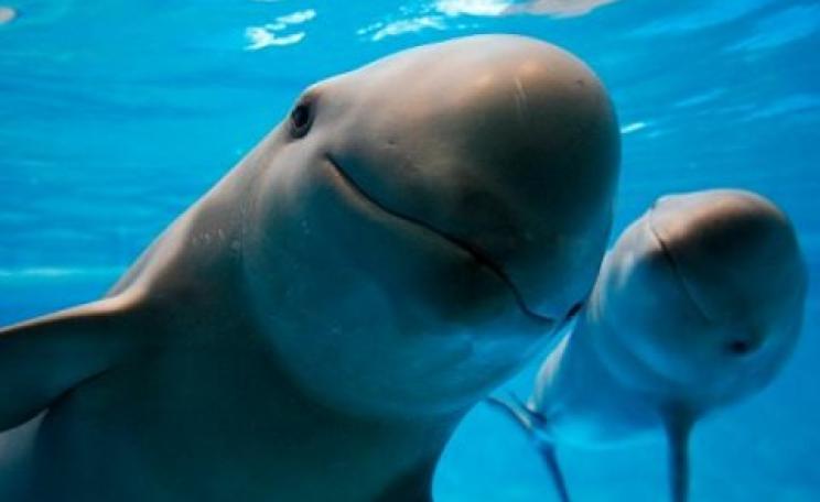 Vaquitas in the Sea of Cortes. Photo: unknown.