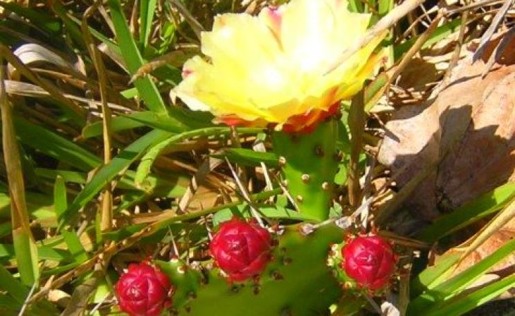 Local flora in Anosy.
