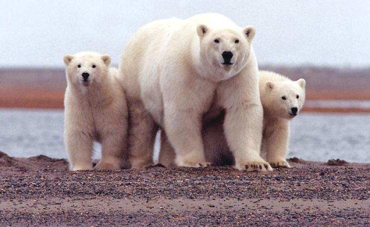 A polar bear keeps close to her young along the Beaufort Sea coast in the Arctic National Wildlife Refuge. Photo: Susanne Miller / USFWS via Flickr (CC BY).