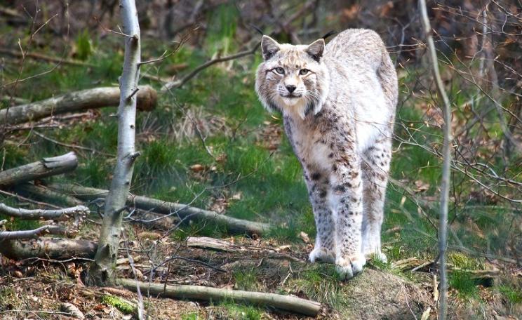 A Eurasian lynx captured on film by Erwin von Maanen in its native Scandinavian setting.