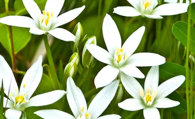 Star of Bethlehem flowers, photographed in Delaware Bay. Photo: Daniel Ashton via Flickr (CC BY-NC-SA).