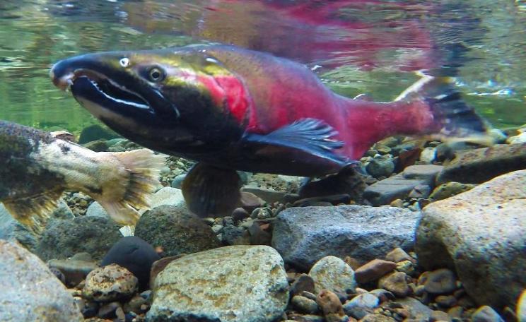 'We are people who no longer hope salmon survive, but will do whatever it takes to stop their extinction.' Coho Spawning on the Salmon River. Photo: Bureau of Land Management Oregon and Washington via Flickr (CC BY).