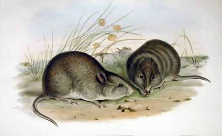 Farewell, Broad-faced potoroo. We hardly knew ye. Photo: John Gould.