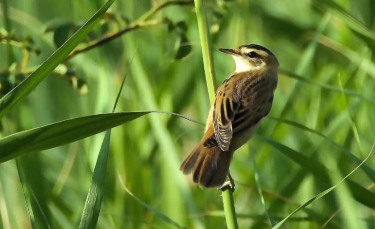 The Aquatic Warbler, once endangered, and been restored to a healthy population level thanks to action taken under the EU's Nature Directives. Photo: LubosHouska via Pixabay (CC0 Public Domain).