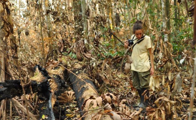 Erika Berenguer examines recently burned primary forest. Photo: Jos Barlow, Author provided.