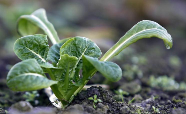 Soil is where our food comes from - so why don't we look after it as well as organic farmers? Photo: Soil Association.