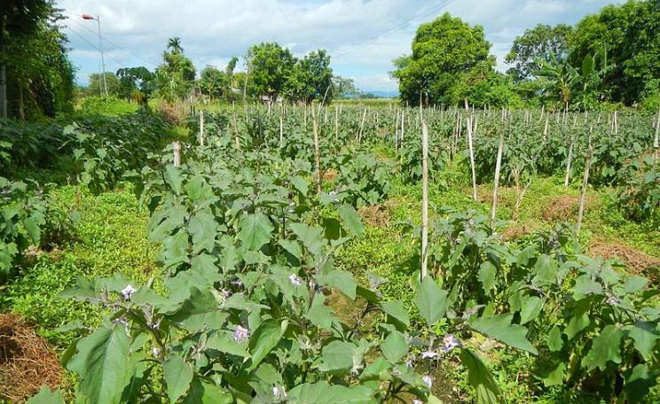 The ban on GMO crop trials imposed by the Supreme Court is intended to protect native crop biodiversity from contamination - for example, the brinjal (aubergine), widely grown throughout the country. Photo: Judgefloro via Wikimedia (CC BY-SA).
