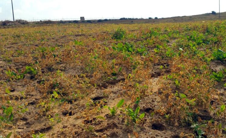 Field damaged by Israel's spraying of crops within Gaza, 31 December 2015. Photo: Khaled al-'Azayzeh, B'Tselem.