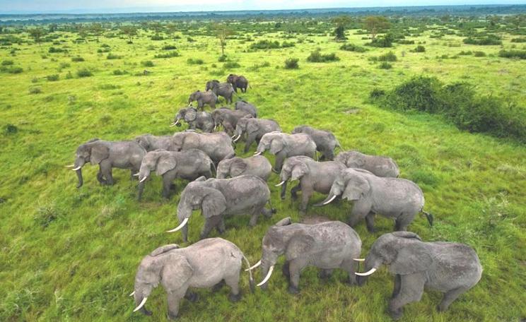 t was European colonialism and slaughter on a huge scale that marked the beginning of the end of Africa's iconic wildlife. Yet in mainstream narratives, the conservation heroes are all white, and Africans are either poachers, squatters or loyal servants.