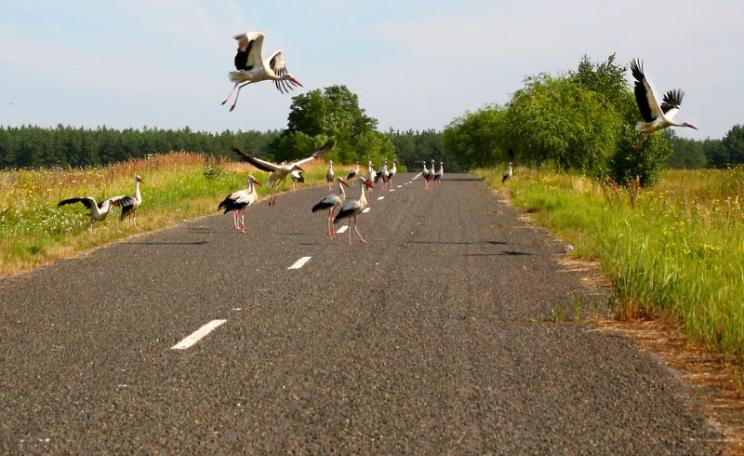 White storks on road near Chernobyl, Ukraine. Many parts of the Chernobyl region have low radioactivity levels and serve as refuges for plants and animals. But other areas are acutely radiotoxic. Birds tend to be especially susceptible to radiation impact