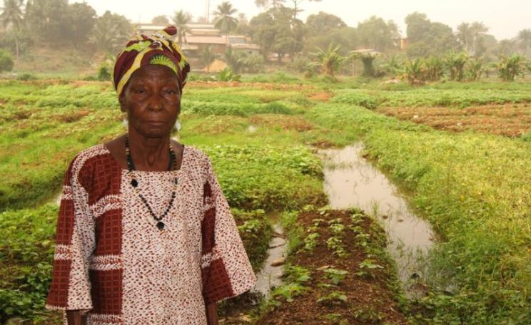 Farmers like Madame Fatu Kanu, near Freetown in Sierra Leone, have nothing to gain from the kind of corporate agricultural development offered by the 'New Alliance', and everything to lose. Photo: kenny lynch via Flickr (CC BY-NC-ND).