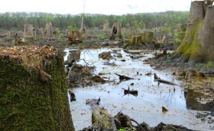 A bottomland hardwood clearcut that Dogwood Alliance have linked to Enviva, the company that runs the Ahoskie pellet mill, which supplies the UK's Drax power station. Photo: Matt Adam Williams.