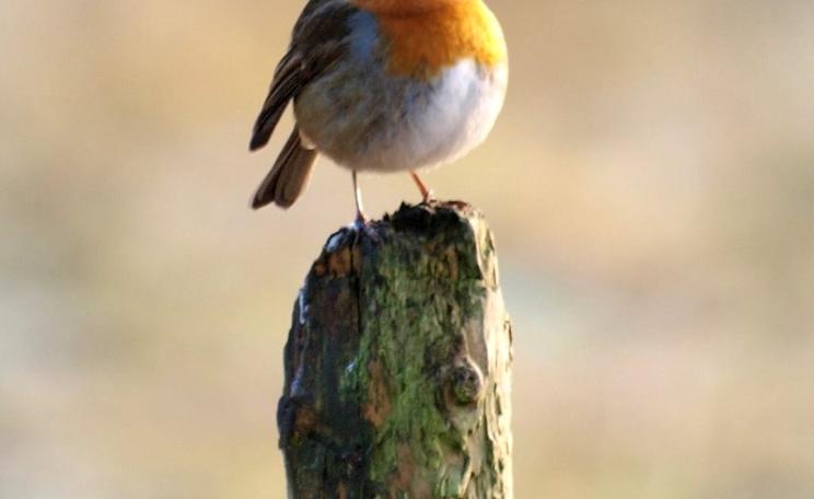 Who ate all the pies? Robin redbreast on an English farm. Photo: John Bennett via Flickr (CC BY-NC-SA).