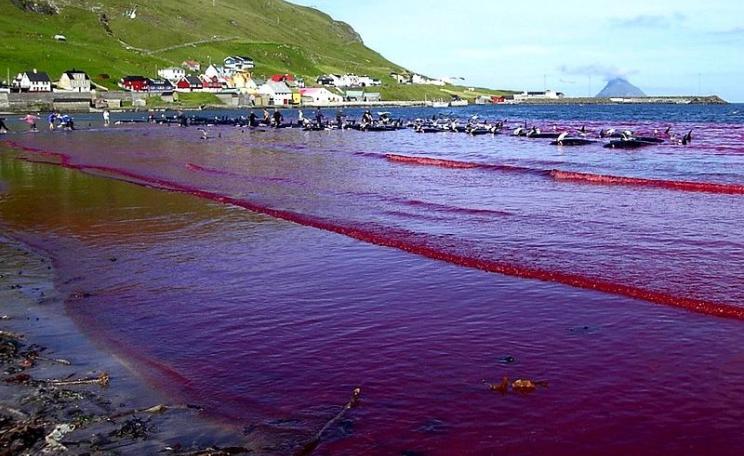Hvalba beach, Faroe Islands, during a Grindadráp. Photo: Erik Christensen via Wikimedia Commons (CC BY-SA).