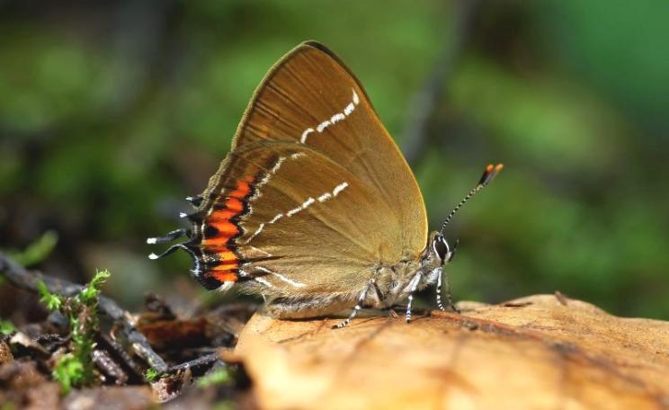 White-letter Hairstreak (Satyrium w-album), Parc de Woluwé, Brussels, Belgium. Photo: Frank Vassen via Flickr (CC BY).