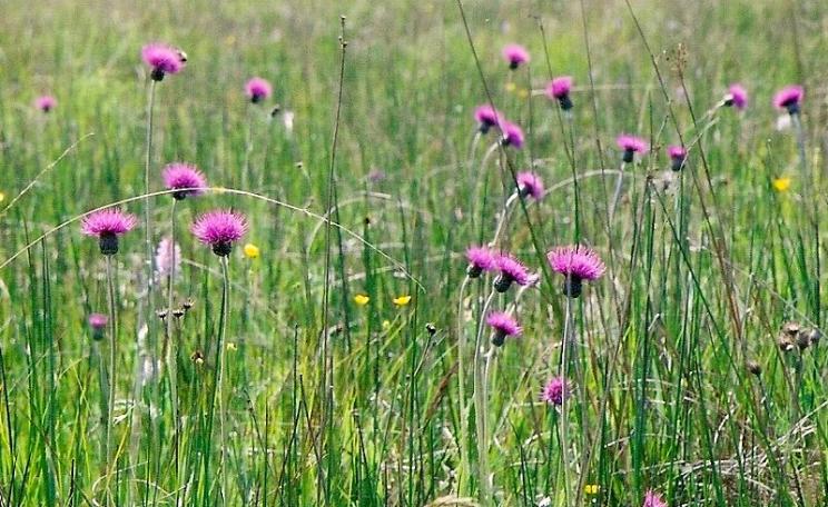 Could your household gas come from wildflower rich meadows, like this Culm Grassland at Knowstone Moor, Devon? Photo: Col Ford and Natasha de Vere via Flickr (CC BY).