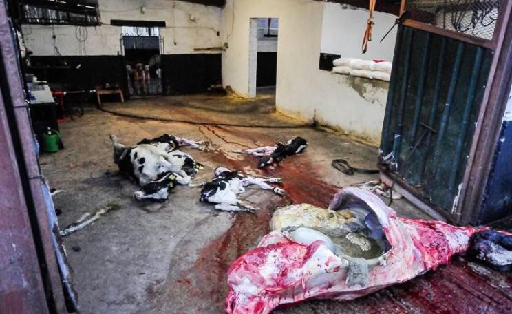 Hounds observing slaughtered fallen cattle.