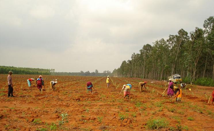 A forest? You might not think so, but according to the FAO's definition, oh yes it is! Photo: Balaji Kasirajan via Wikimedia Commons (CC BY-SA).
