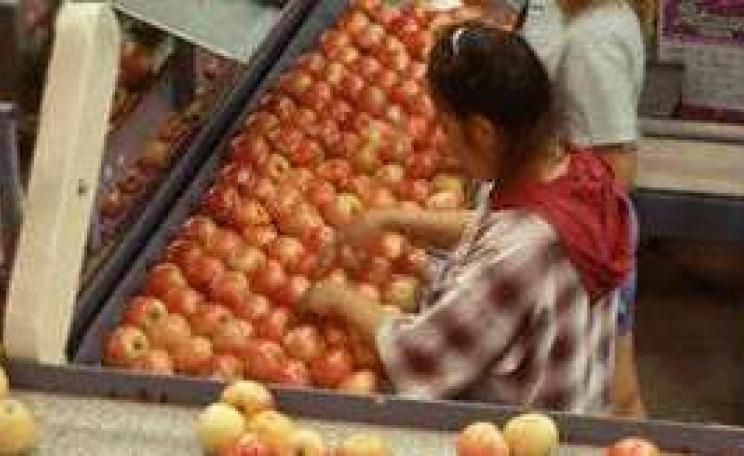 APPLES_SEPT04_MAIN.jpg