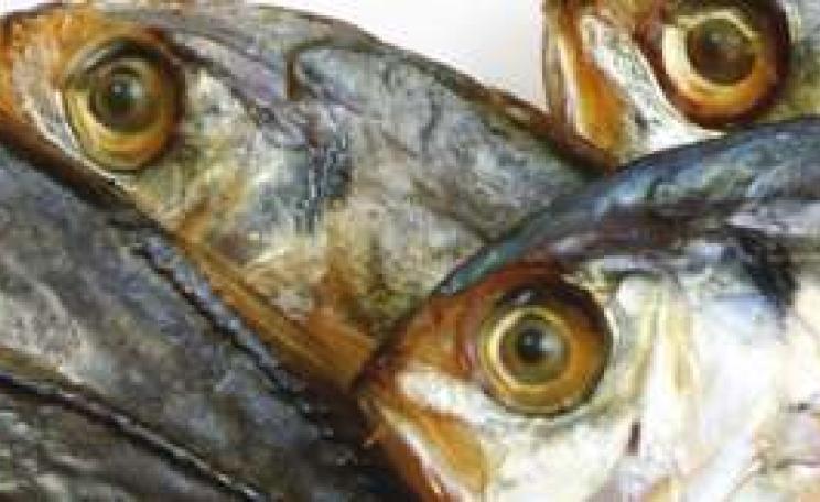 Fish_DecJan_09_MAIN.jpg