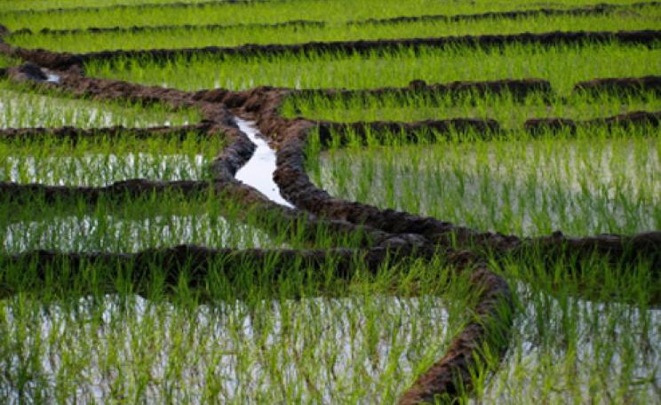 Rice fields in India