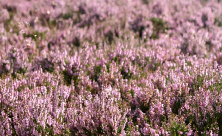 Lowland heather